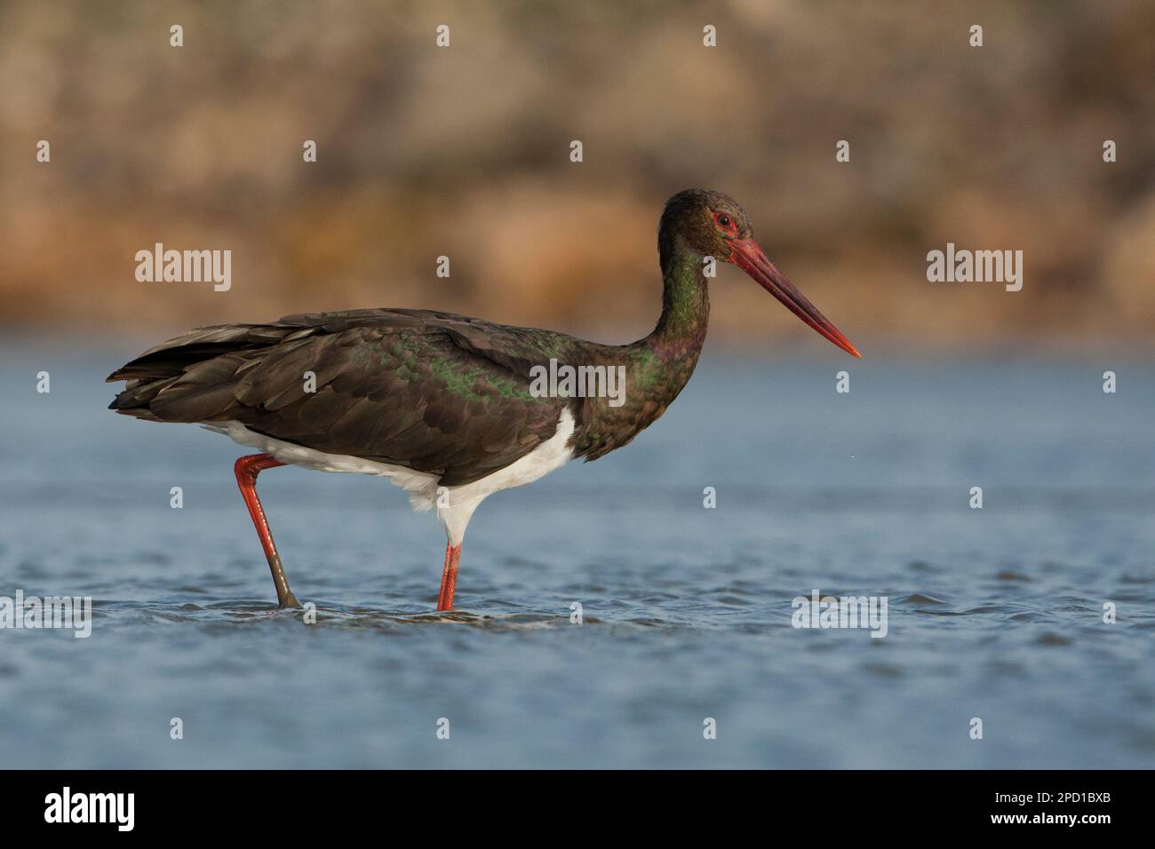 Cicogna nera (Ciconia nigra) che foraging per cibo in acque poco profonde fotografato in Israele questo wader abita zone umide, nutrirsi di pesci, piccoli animali Foto Stock