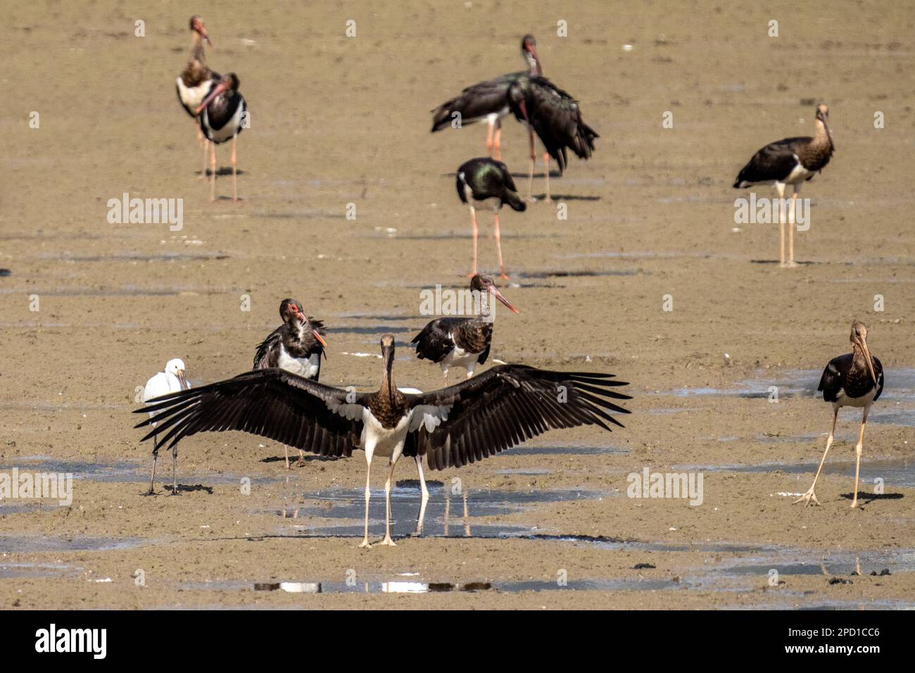 Cicogna nera (Ciconia nigra) che foraging per cibo in acque poco profonde fotografato in Israele questo wader abita zone umide, nutrirsi di pesci, piccoli animali Foto Stock