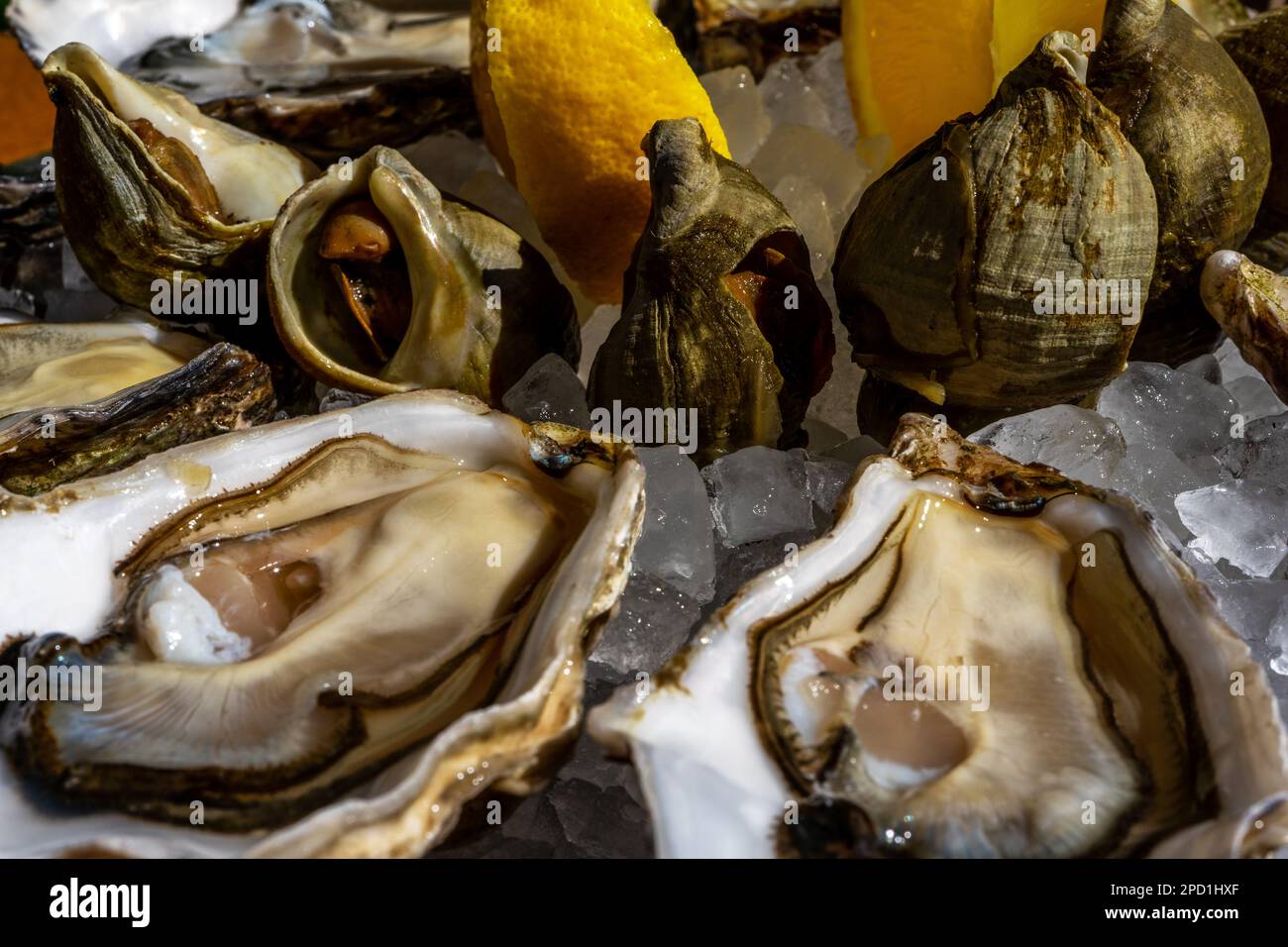Ostriche fresche e piatto di whelk con limone sul ghiaccio. Foto di alta qualità Foto Stock