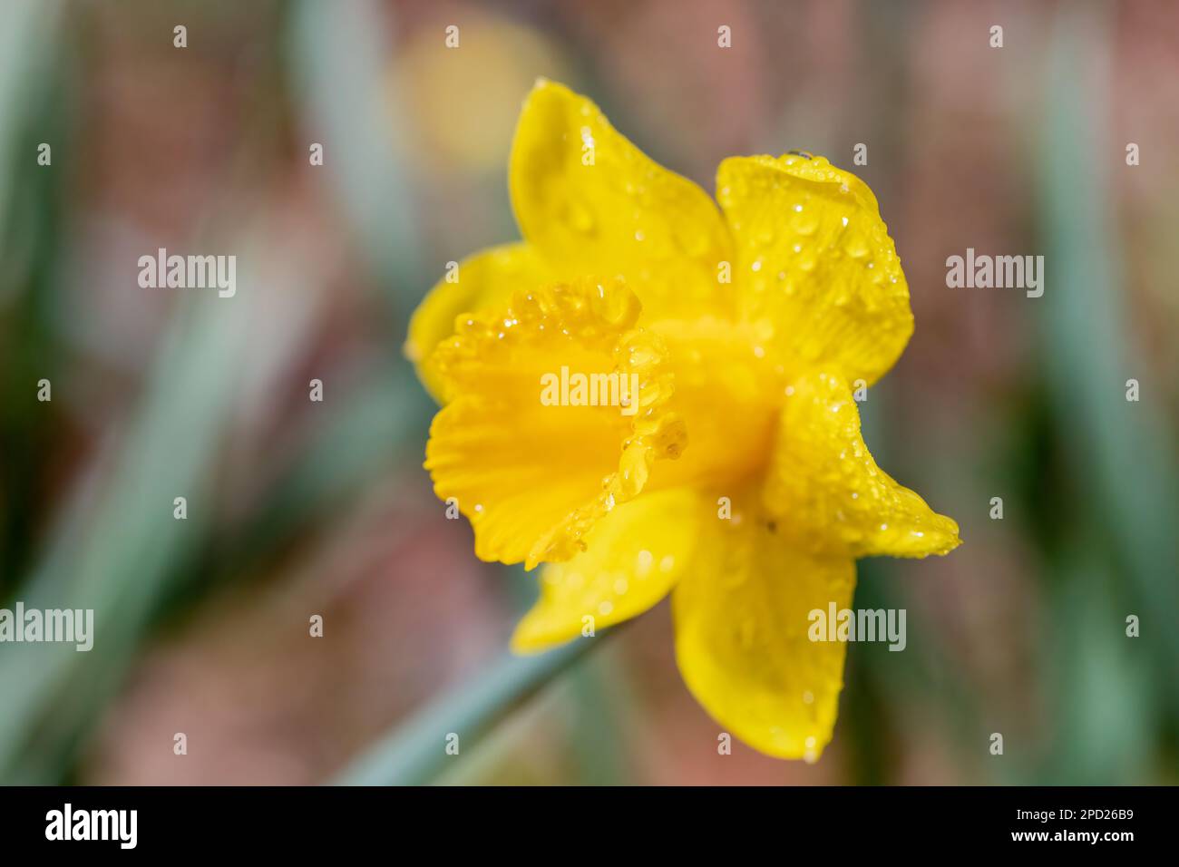 Giallo dorato Daffodil, Narciso coperto di closeup di gocce di rugiada Foto Stock