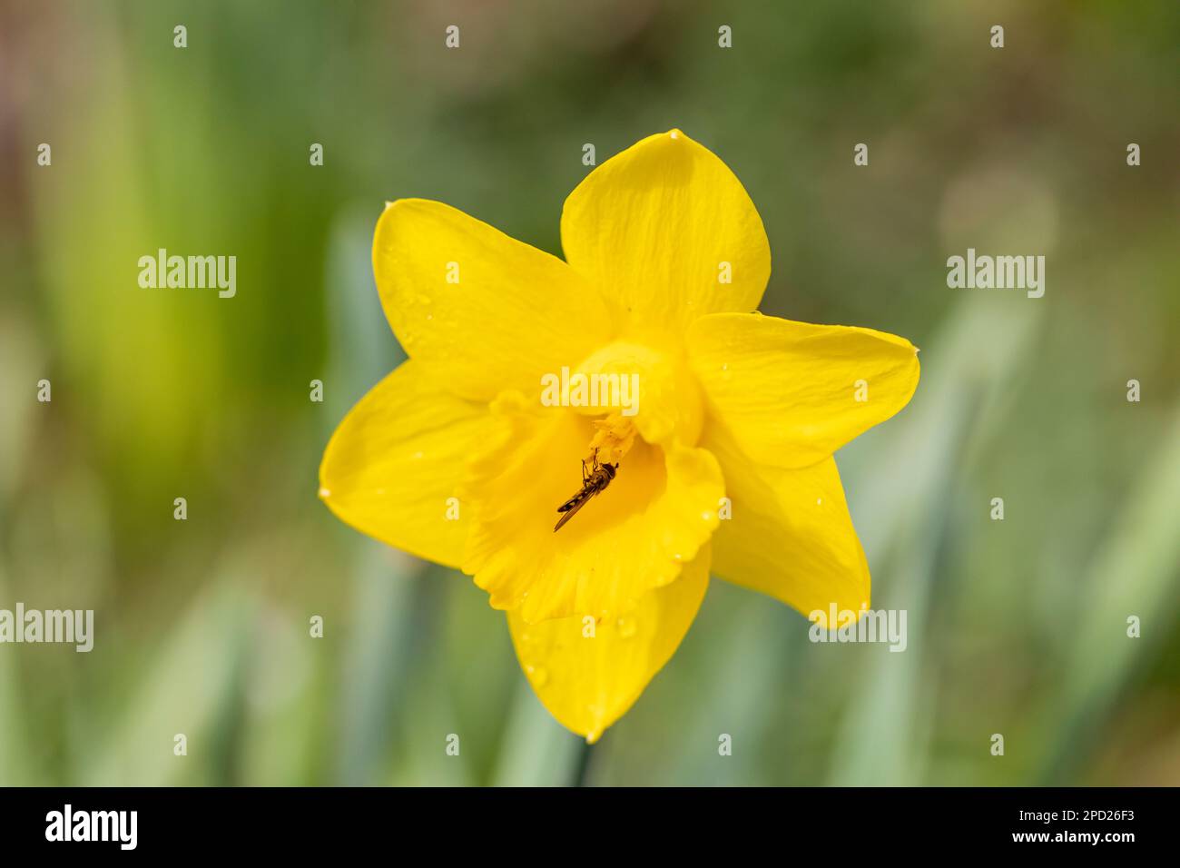 Piccola alata inglese che si nuca su un Daffodil, fiore di Narcissus Foto Stock
