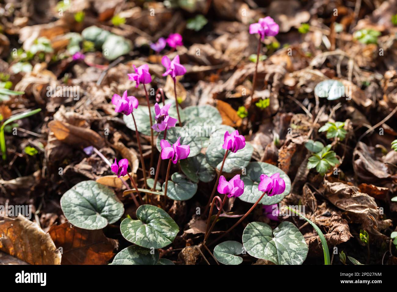 Rosa Cyclamens in un giardino inglese nel tardo inverno, Dorset, Inghilterra, Regno Unito Foto Stock