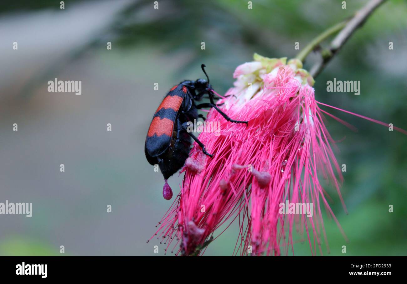 Primo piano macrospo dello scarabeo velenoso nero e rosso, Mylabris pustulata, famiglia Meloidae (scarabeo) che mangia fiori colorati Foto Stock