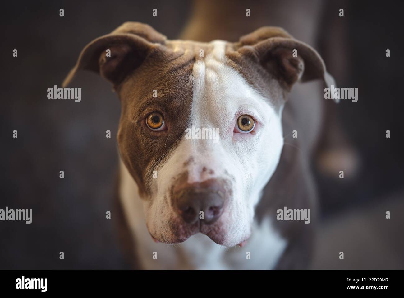 Un'immagine ravvicinata di un adorabile cucciolo che guarda la fotocamera con i suoi occhi grandi e rotondi, le sue orecchie si sono arenate in anticipo Foto Stock