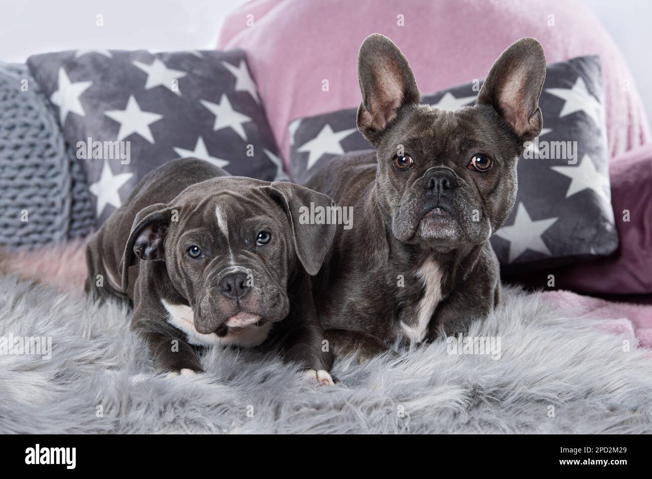 Due cani su un divano Foto Stock