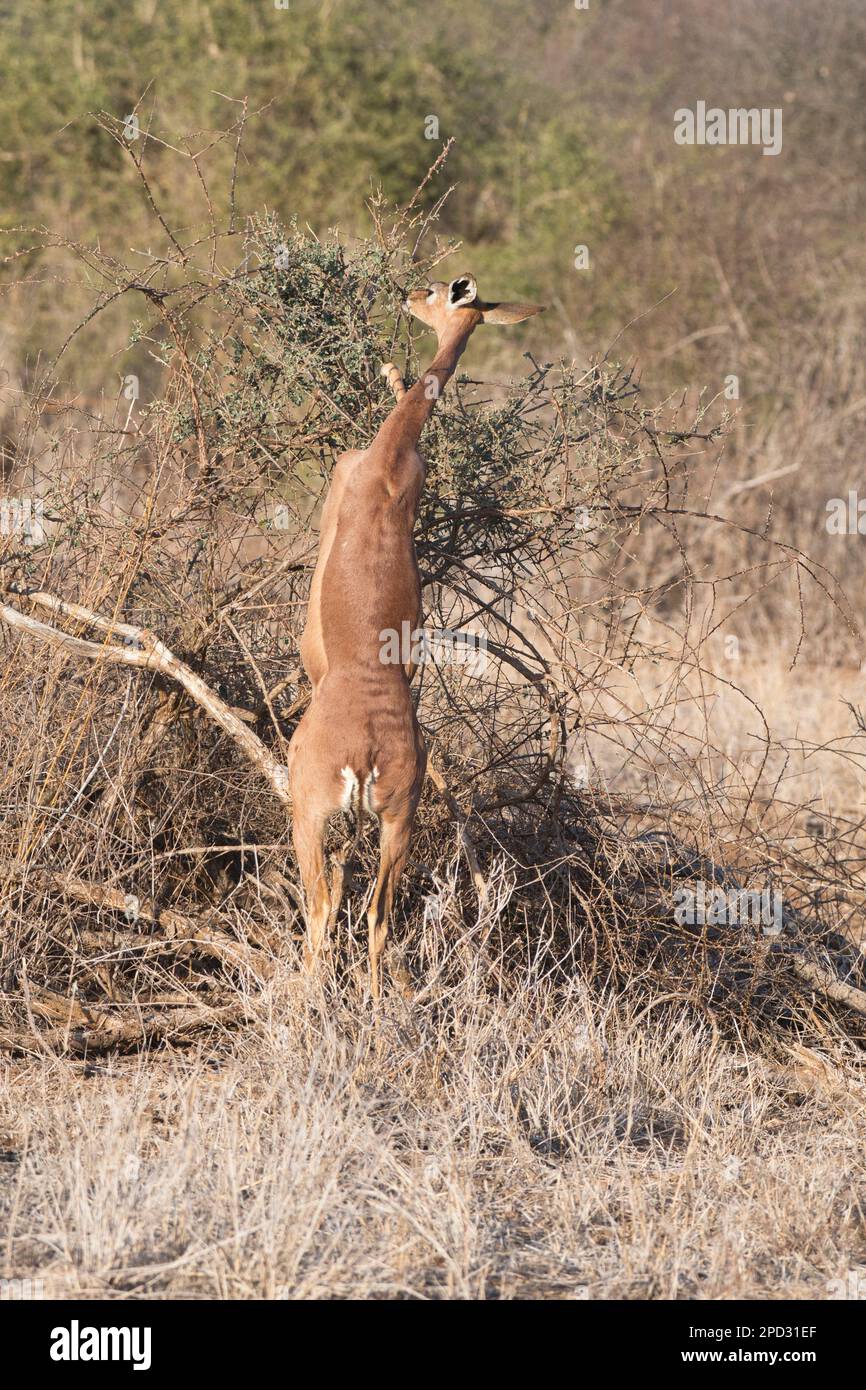 Gerenuk femmina (Litocranius walleri). Stando in piedi sulla cotenna due gambe permettono alla specie di navigare più in alto rispetto ad altre antilopi, ma più in basso rispetto alla giraffa. Foto Stock