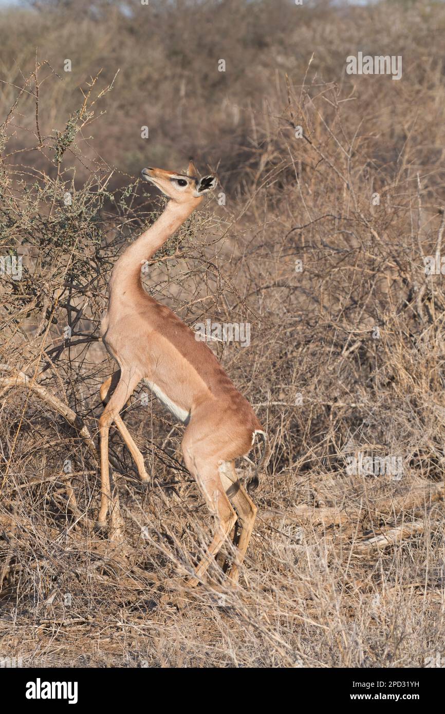 Gerenuk femmina (Litocranius walleri) tornando a quattro gambe, dopo essersi nutrita di stare in piedi sulla due posteriore per raggiungere per la navigazione più alta Foto Stock