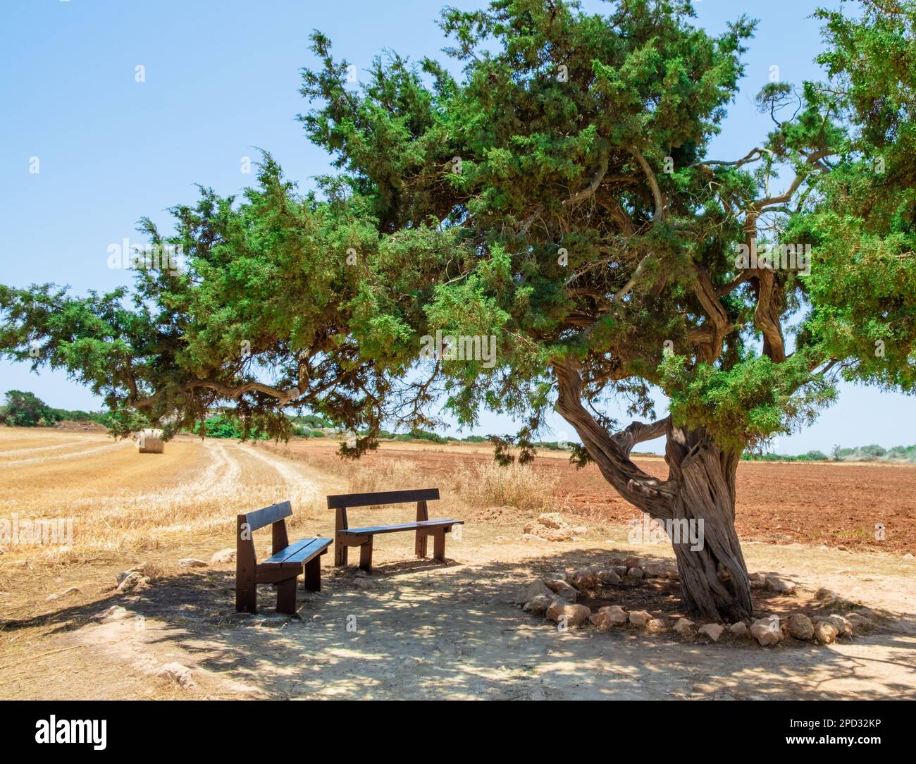 Famoso vecchio albero di ginepro degli amanti vicino ad Ayia Napa su Cipro. Albero d'amore e due panchine in legno in ombra per incontri o relax a Capo Greco National Foto Stock