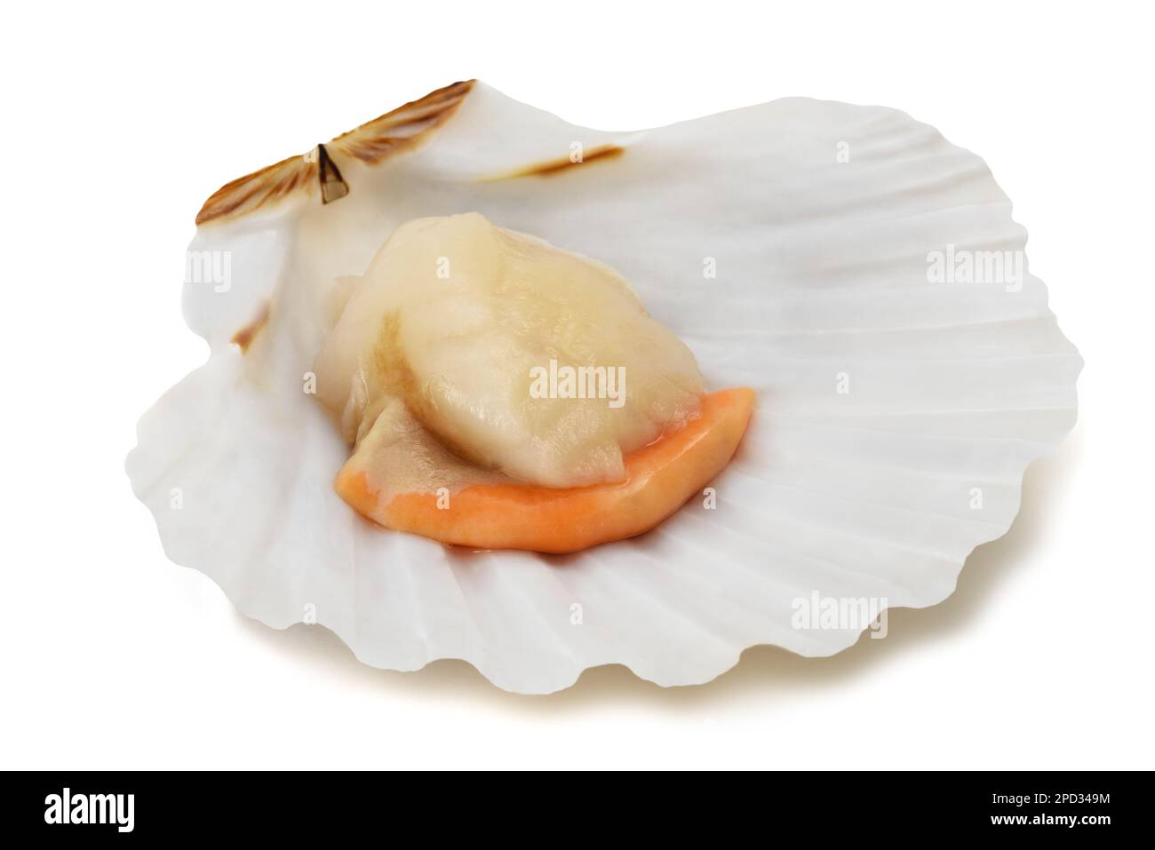 Capesante a guscio fresco isolato su sfondo bianco Foto Stock