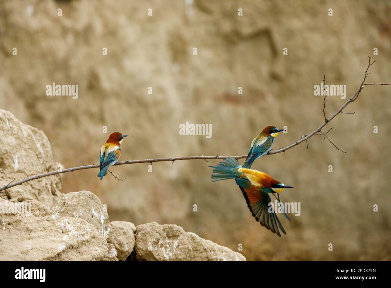 Colorato Bee Eater nel Delta del Danubio Foto Stock