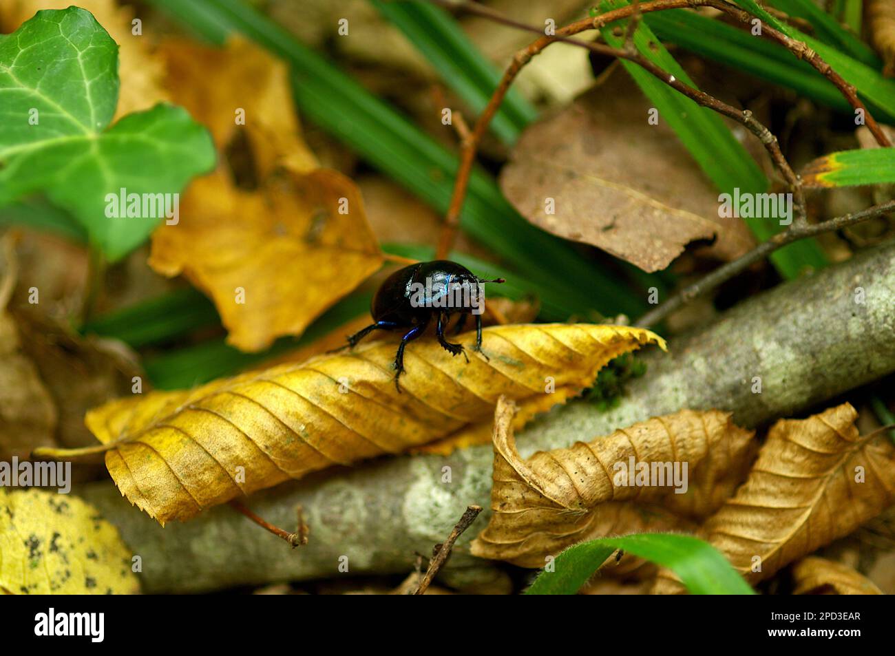 Dor Beetle (Anoplotrupe stercorosus) su una foglia in una foresta croata, macrofotografia, insetti, Waldmistkäfer, Mistkäfer Foto Stock