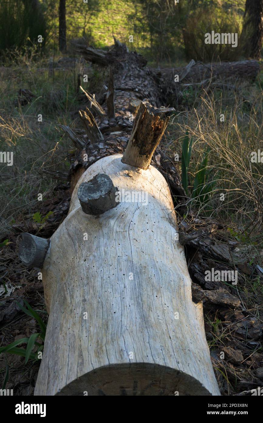 Tronco di pino secco malato sul terreno forato da termiti in verticale Foto Stock