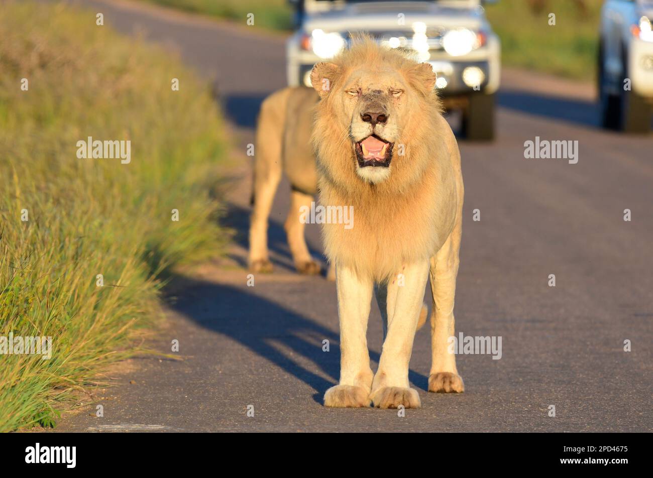 Parco nazionale di Kruger, Sud Africa Foto Stock