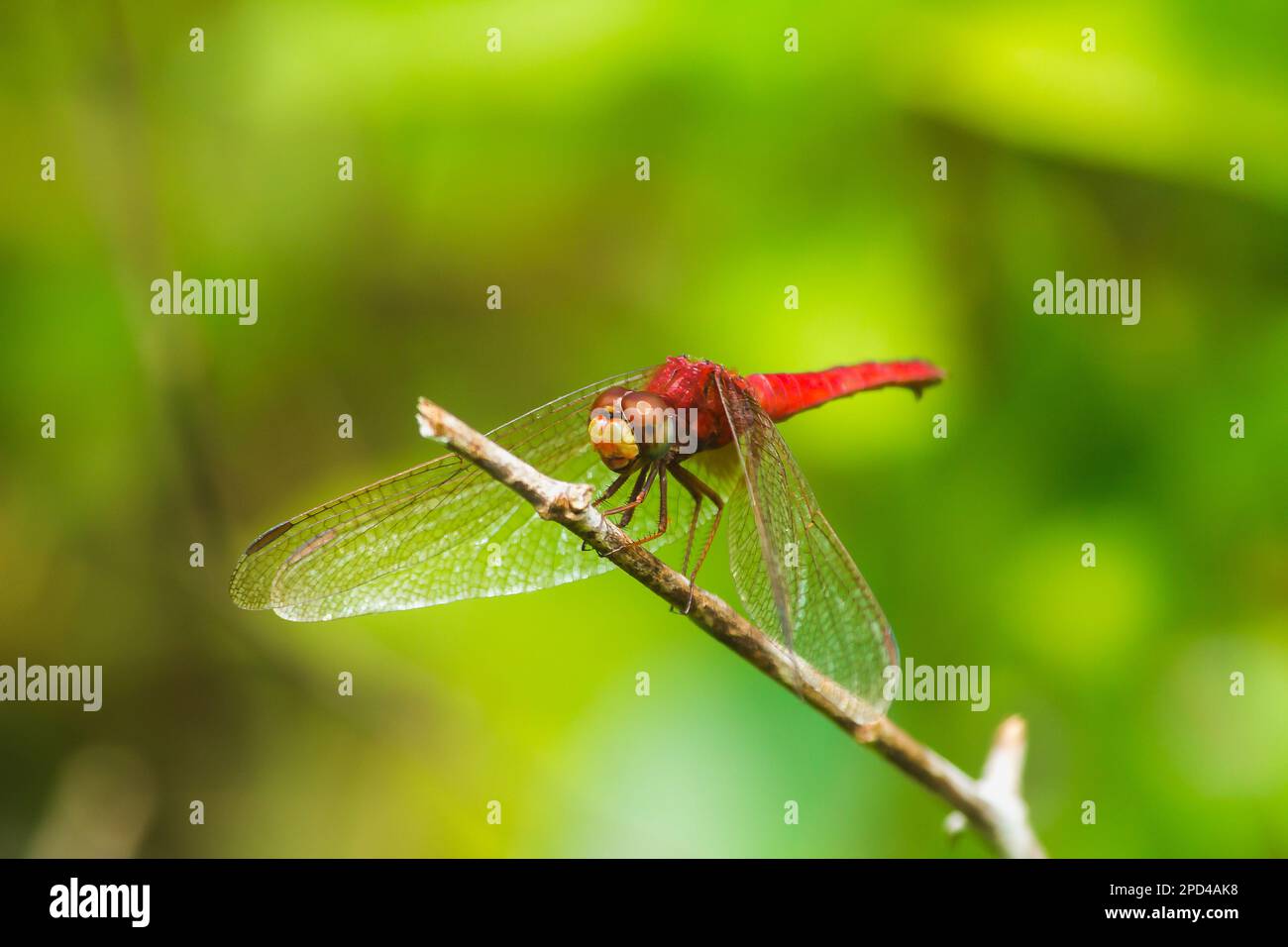 Libellula rossa sul ramo hanno bisogno di stendere le ali al sole Foto Stock