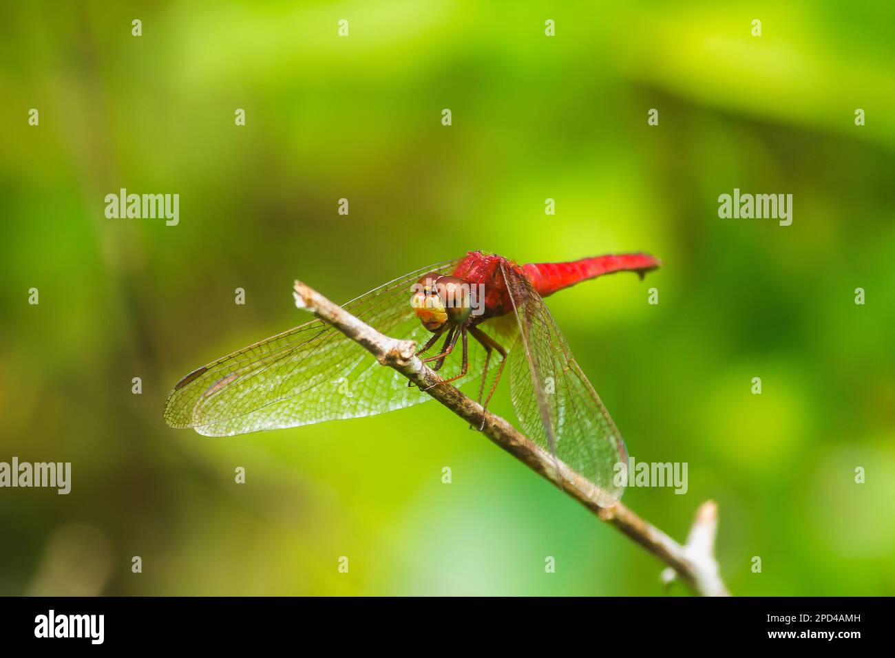 Libellula rossa sul ramo hanno bisogno di stendere le ali al sole Foto Stock