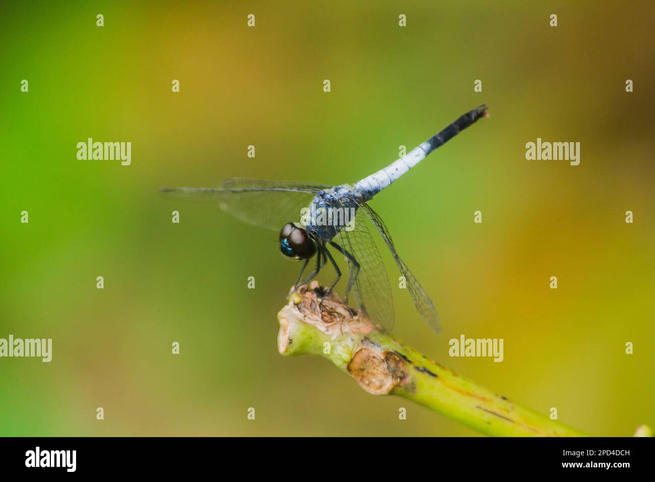 Una libellula blu su un ramo asciutto per stendere le ali per affidarsi al sole per riposare il viaggio Foto Stock