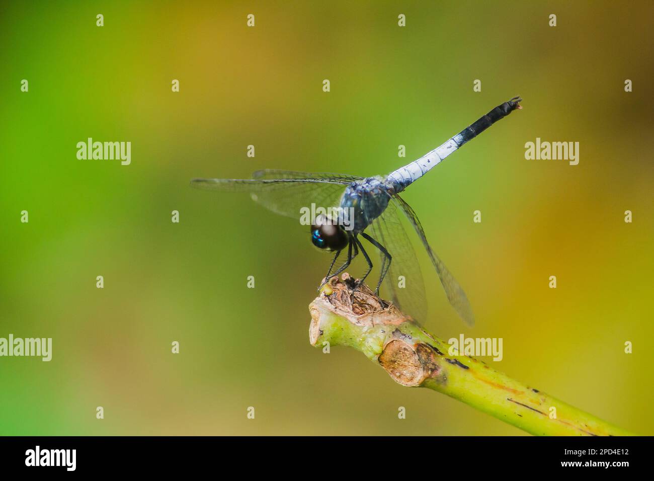 Una libellula blu su un ramo asciutto per stendere le ali per affidarsi al sole per riposare il viaggio Foto Stock