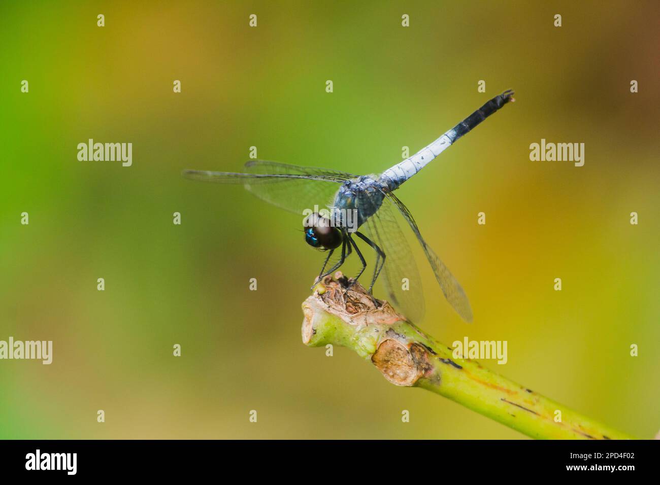 Una libellula blu su un ramo asciutto per stendere le ali per affidarsi al sole per riposare il viaggio Foto Stock