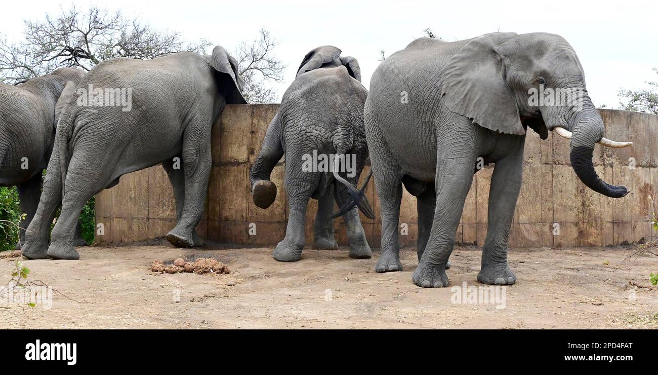 elephant bull acqua potabile da serbatoio di cemento, Kruger parco nazionale, Sudafrica Foto Stock