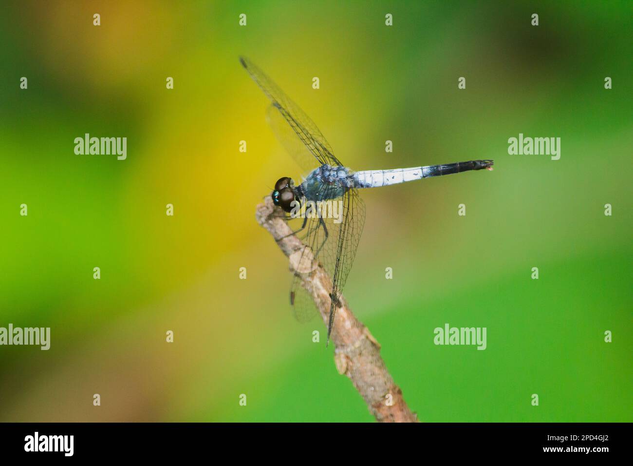 Una libellula blu su un ramo asciutto per stendere le ali per affidarsi al sole per riposare il viaggio Foto Stock