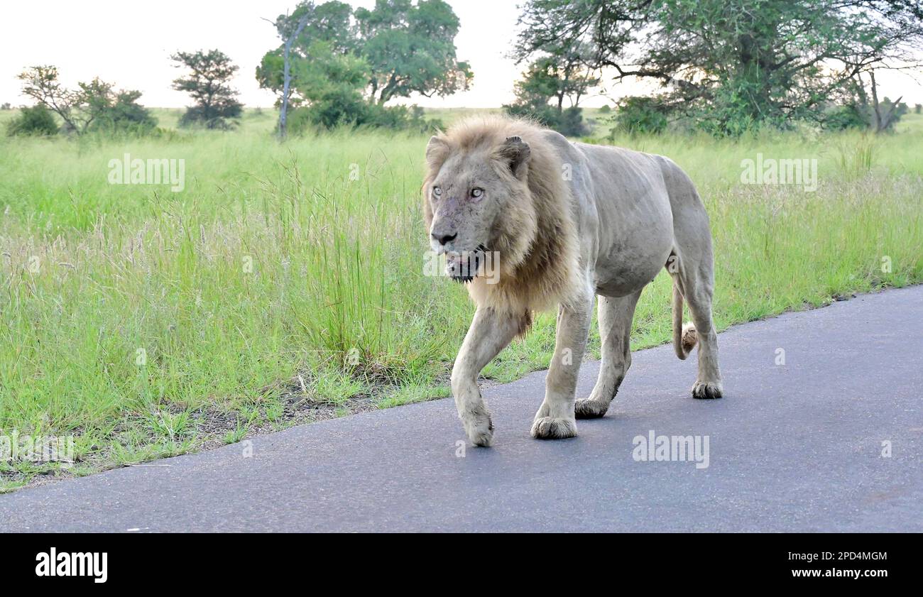 Parco nazionale di Kruger, Sud Africa Foto Stock