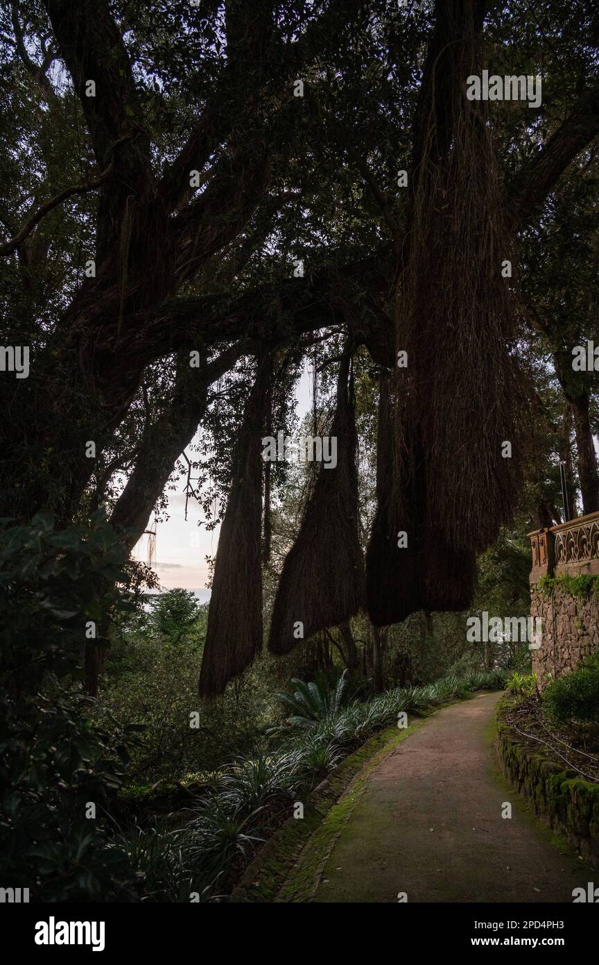 Una strada tortuosa tra gli alberi e un vecchio muro, in una giornata colta. Foto Stock