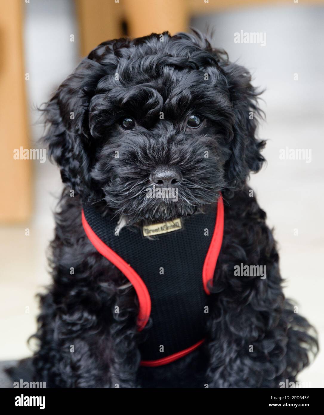 Cavapoo Puppy nero Foto Stock