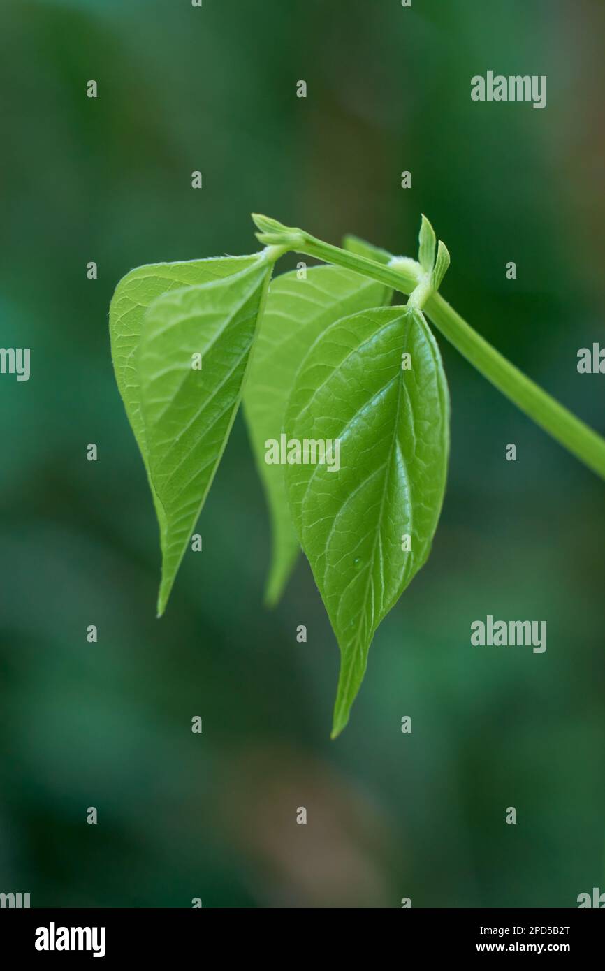 primo piano macro vista della crescita di nuove foglie, germogli da vite vegetale in fuoco selettivo con sfondo giardino naturale sfocato, nuova vita o inizio Foto Stock