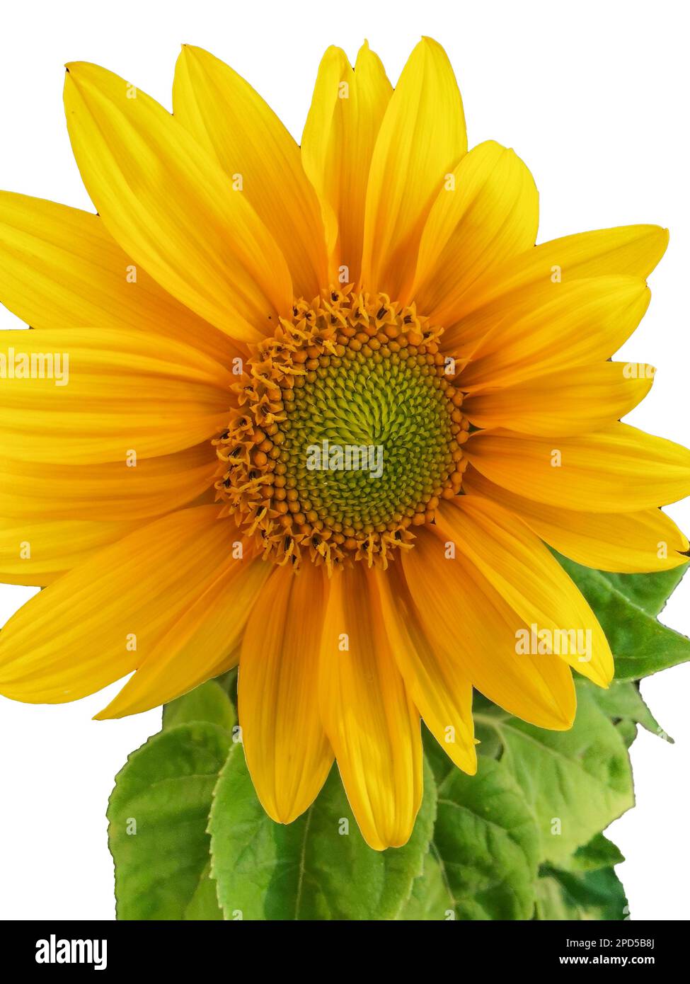 Sonnenblumen freigestellt Foto Stock