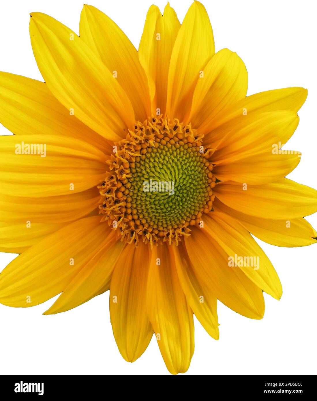 Sonnenblumen freigestellt Foto Stock