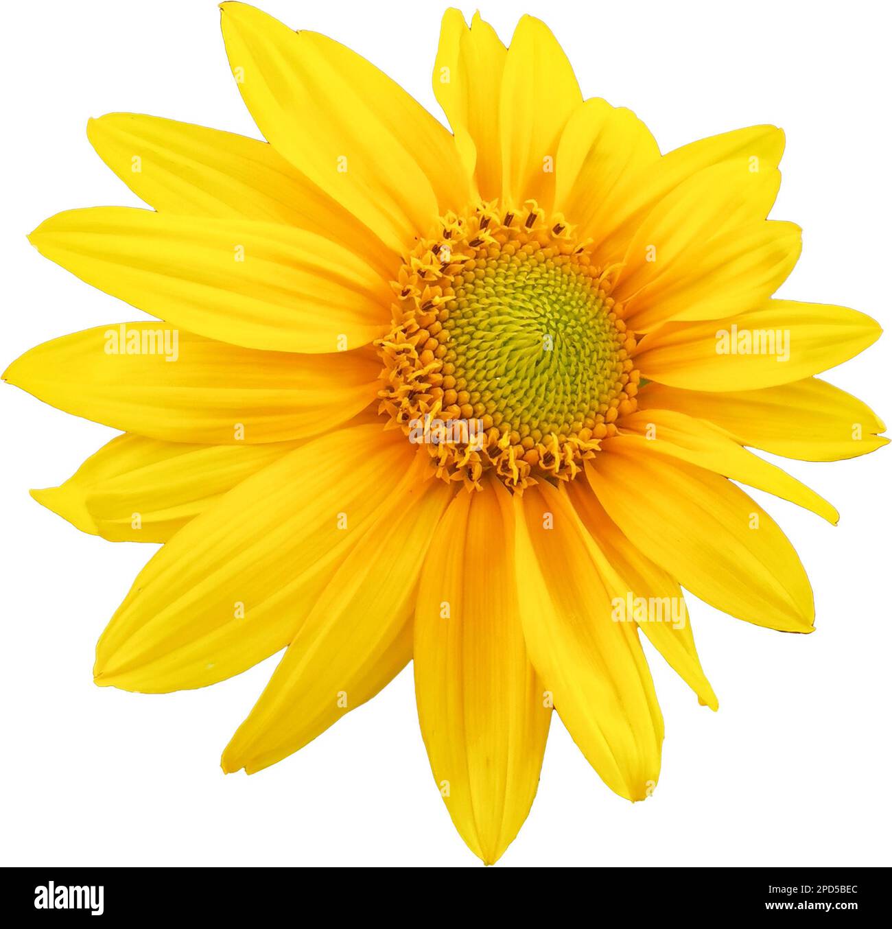 Sonnenblumen freigestellt Foto Stock