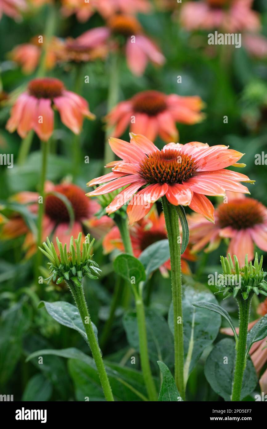 echinacea prateria blaze arancio tramonto, coneflower arancione Foto Stock