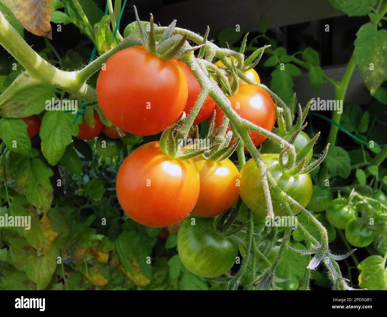 Frisch vom Strauch. Reife Tomaten Foto Stock