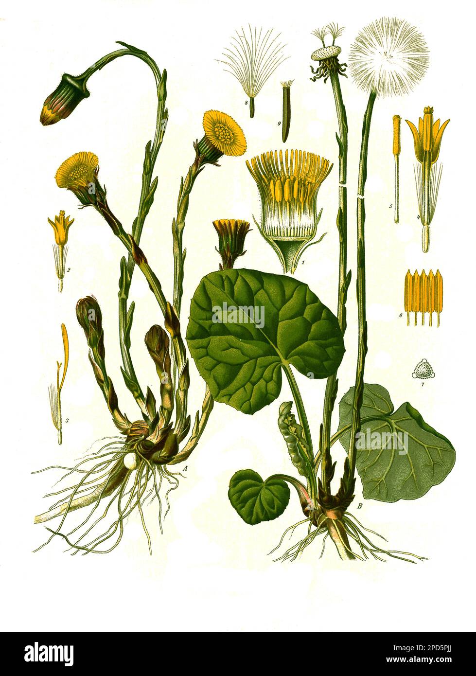 Heilpflanze, Huflattich, Tussilago farfarfarfarfarfarfarfarfarfarfara, Historisch, ristorante digitale Reproduktion von einer Vorlage aus dem 19. Jahrhundert, Foto Stock