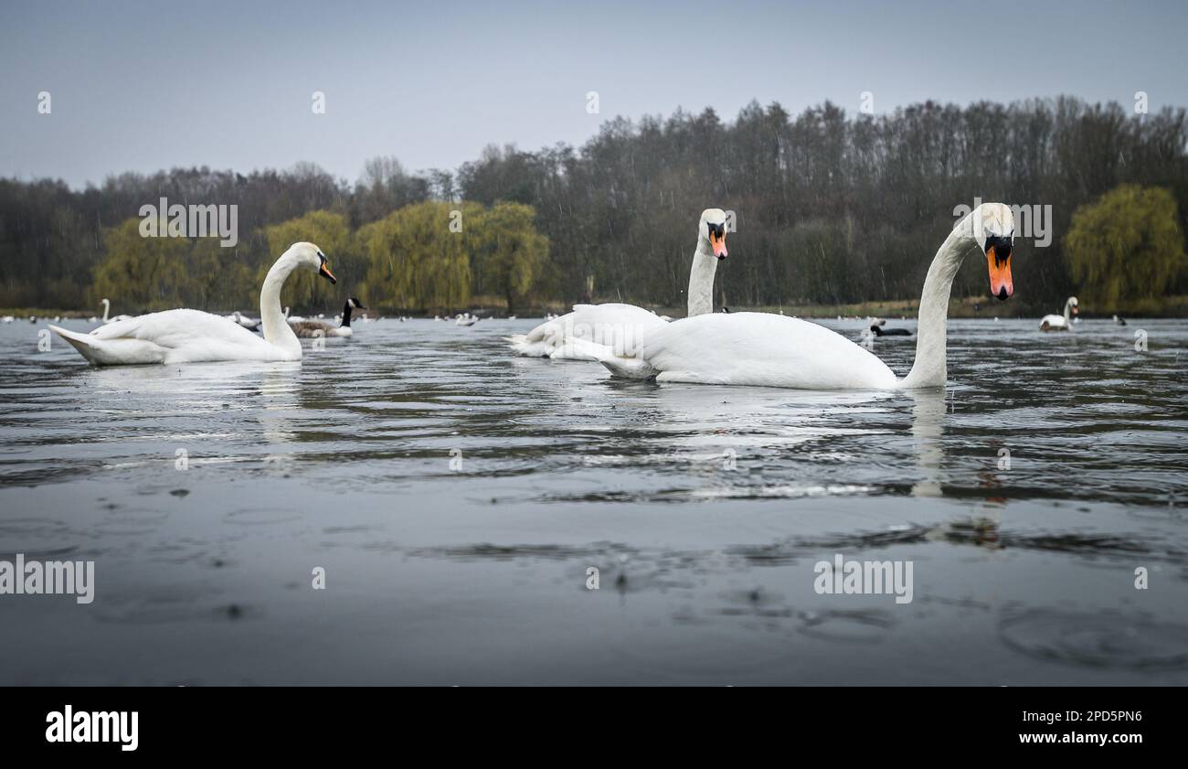 Bolton, Lancashire, Regno Unito, martedì 14 marzo 2023. Nevicate e forti piogge per cigni e anatre sulle logge del Moses Gate Country Park, Bolton, oggi. Il tempo è destinato a continuare ad essere bagnato e ventoso per il resto della settimana nel nord-ovest dell'Inghilterra. Credit: Paul Heyes/Alamy News Live Foto Stock