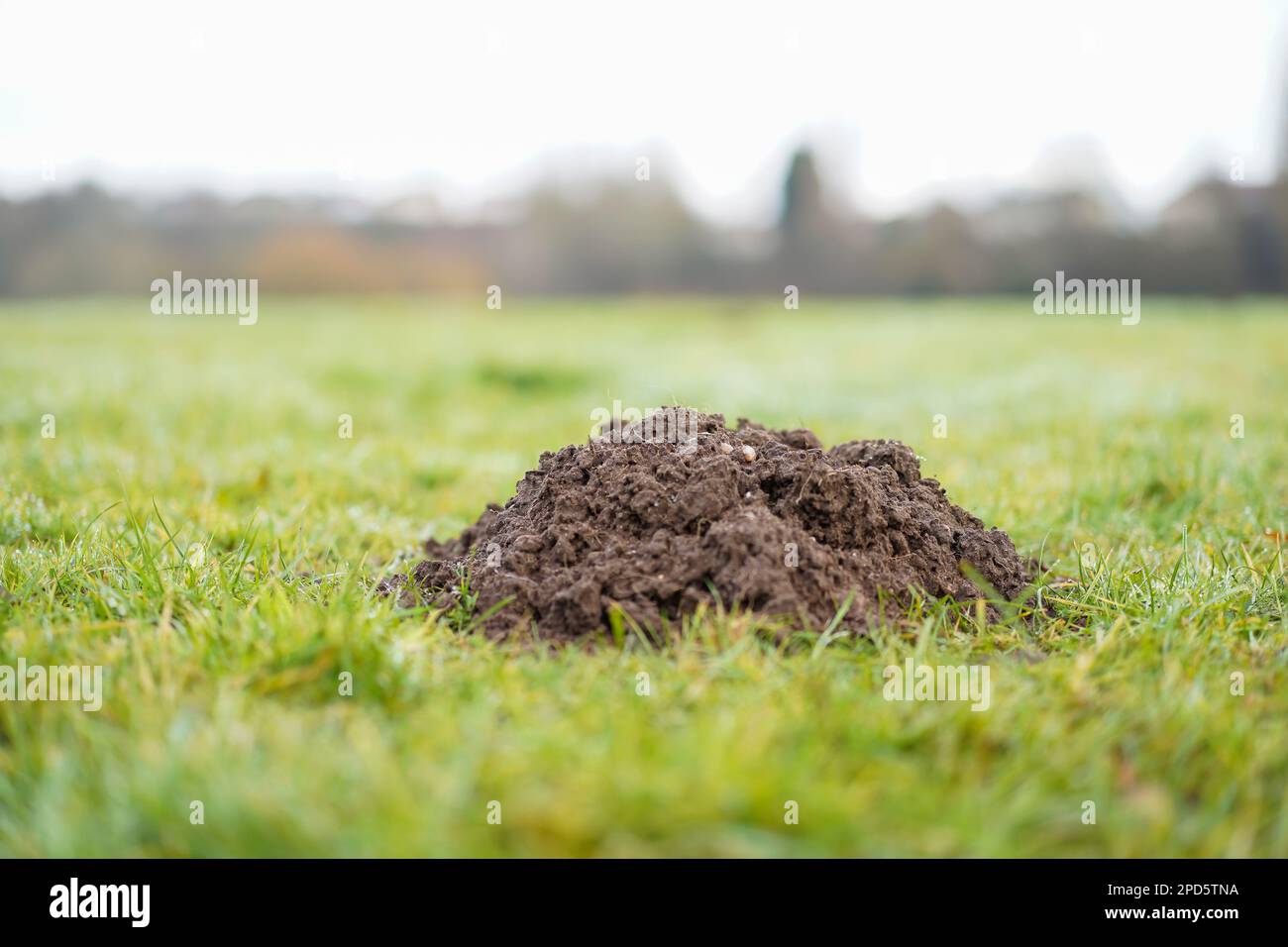 Primo piano basso terreno di talpa collina prospettiva su un campo di calcio britannico di erba verde. Foto Stock