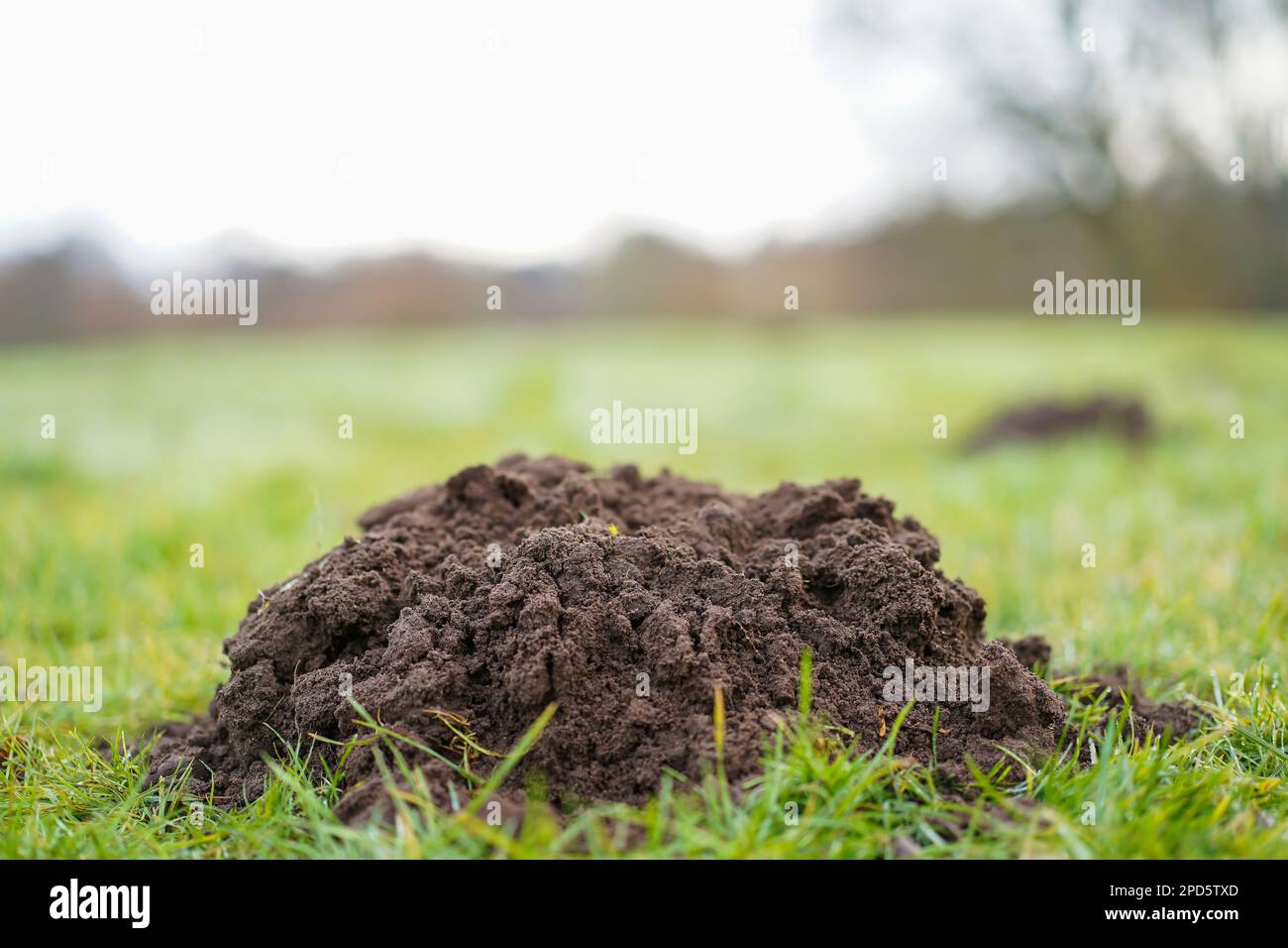 Primo piano basso terreno di talpa collina prospettiva su un campo di calcio britannico di erba verde. Foto Stock