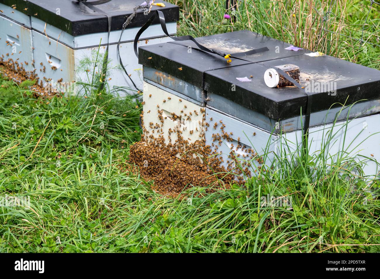 Nuova Zelanda, Kapiti Coast District. Api del miele che si riuniscono sulla parte esterna di un alveare suggerendo che presto swarm via Foto Stock