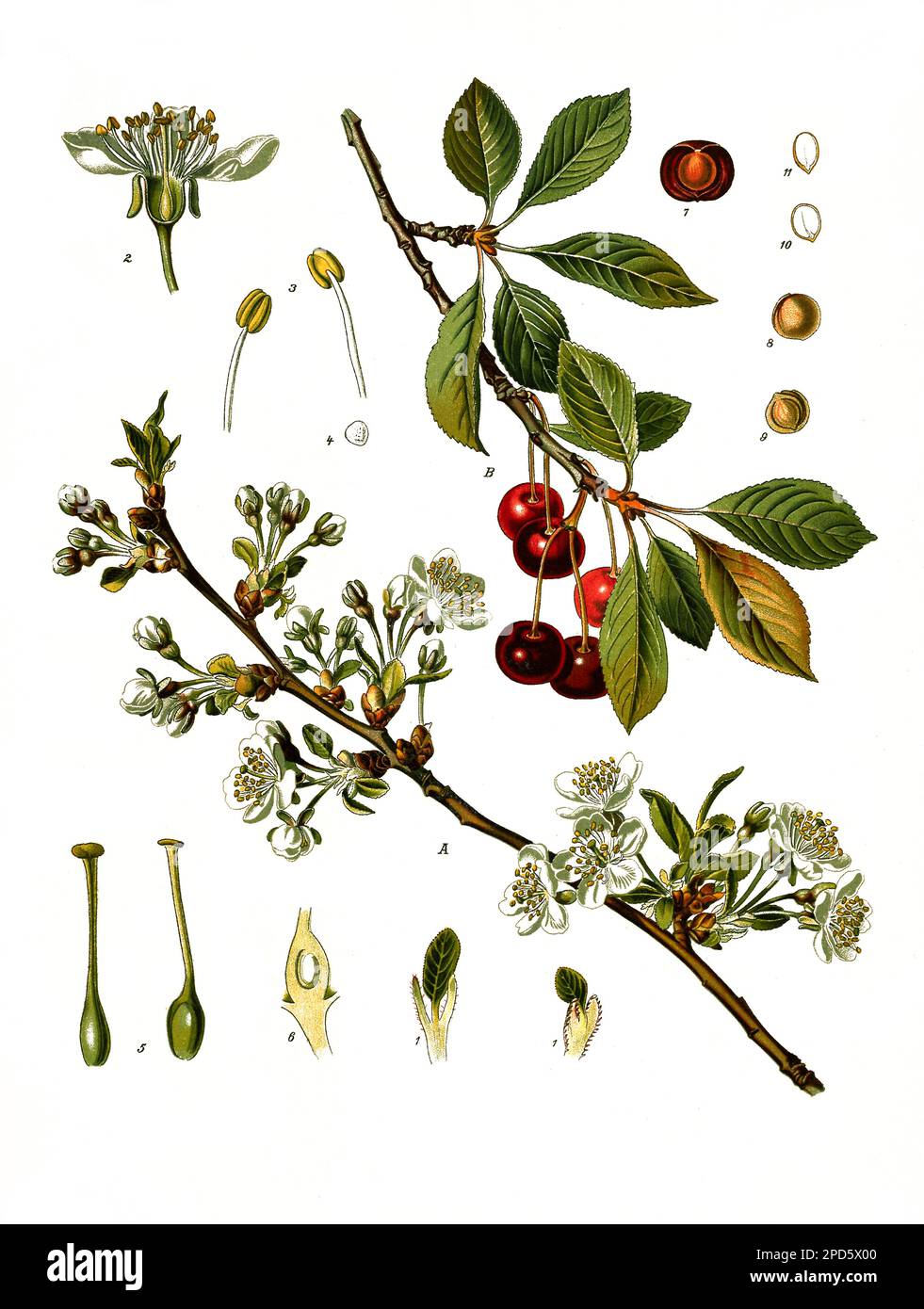 Heilpflanze, Sauerkirsche oder Weichselkirsche, Prunus cerasus, Historisch, restaurierte reproduktion von einer Vorlage aus dem 19. Jahrhundert, Foto Stock