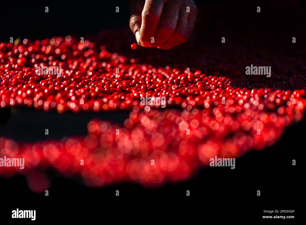 Una mano di un agricoltore messicano è visto controllare un peperoncino, una varietà selvatica di peperoncino, durante il processo di essiccazione al sole a Baviácora, Messico. Foto Stock