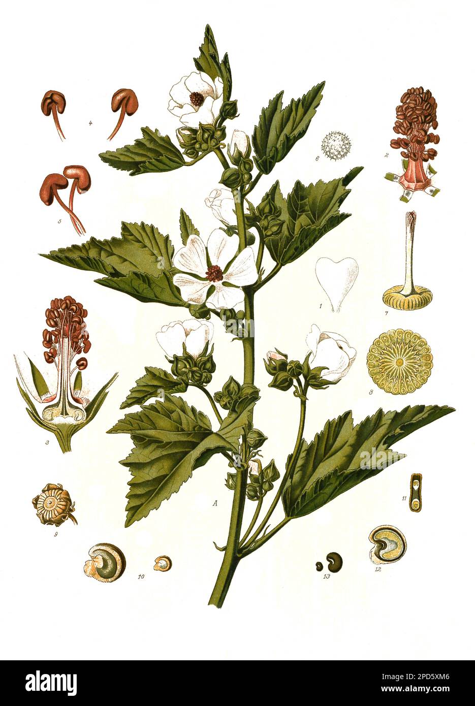 Heilpflanze, Echter Eibisch, Althaea officinalis, auch Gebräuchlicher Eibisch oder Arznei-Eibisch, Historiisch, digital restaurierte Reproduktion von einer Vorlage aus dem 19. Jahrhundert, Foto Stock
