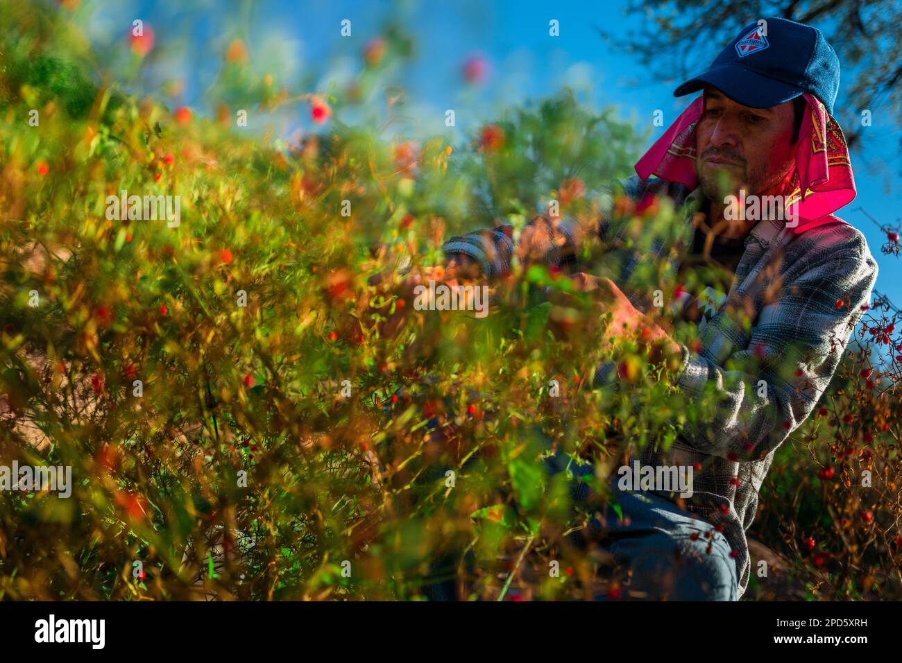 Un contadino messicano raccoglie peperoncini, una varietà di peperoncino, durante un raccolto in una fattoria vicino a Baviácora, sonora, Messico. Foto Stock