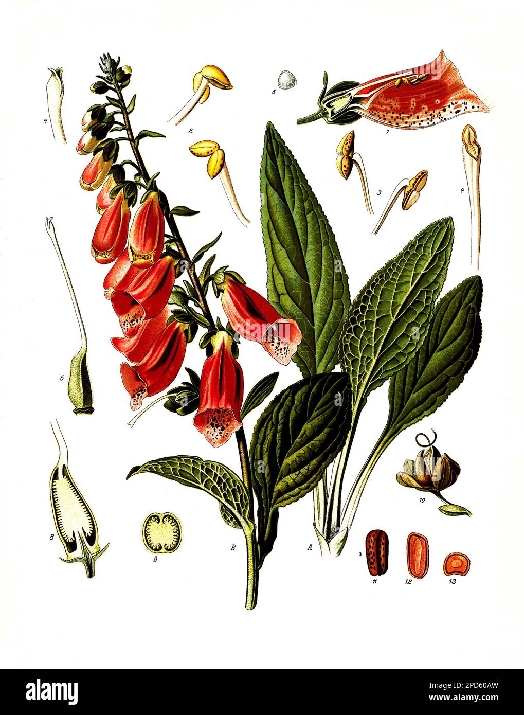 Heilpflanze, Roter Fingerhut, Digitalis purpurea, Auch Fingerhut, Fingerkraut, Fuchskraut, Historisch, ristorante digitale Reproduktion von einer Vorlage aus dem 19. Jahrhundert, Foto Stock