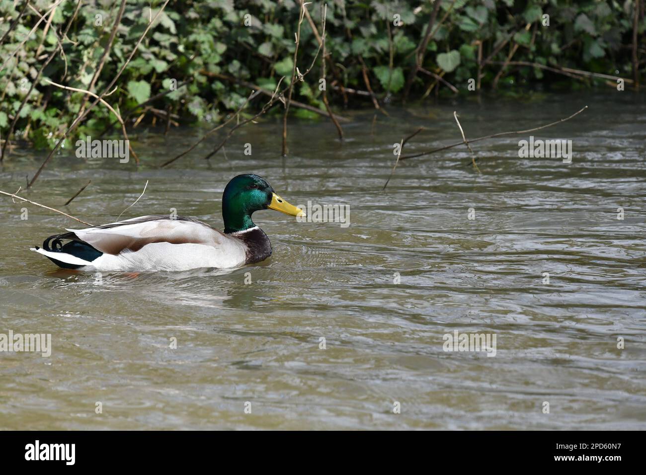 Ritratto di un'anatra che nuota su un fiume Foto Stock