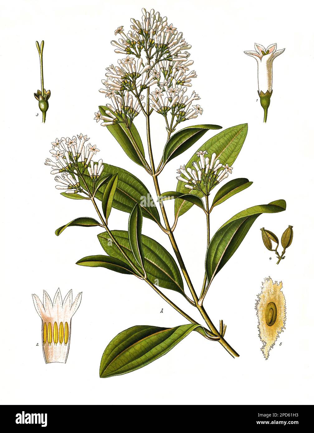 Heilpflanze, Echter Chinarindenbaum, cinchona calisaya, Historisch, ristorante digitale Reproduktion von einer Vorlage aus dem 19. Jahrhundert, Foto Stock