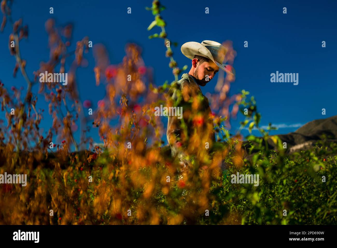 Un giovane rancher messicano raccoglie peperoncini, una varietà di peperoncino, durante un raccolto in una fattoria vicino a Baviácora, sonora, Messico. Foto Stock