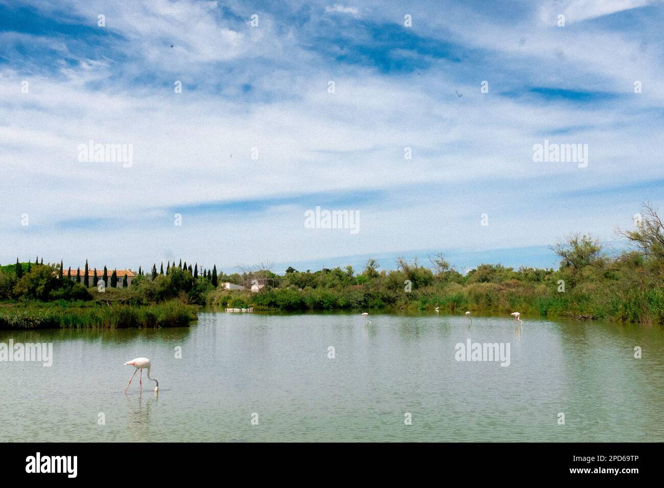 Flamingos più grandi in laguna, Parc Ornithologique, Pont de Gau, Saintes Maries de la Mer, Bouches du Rhone, Francia Foto Stock