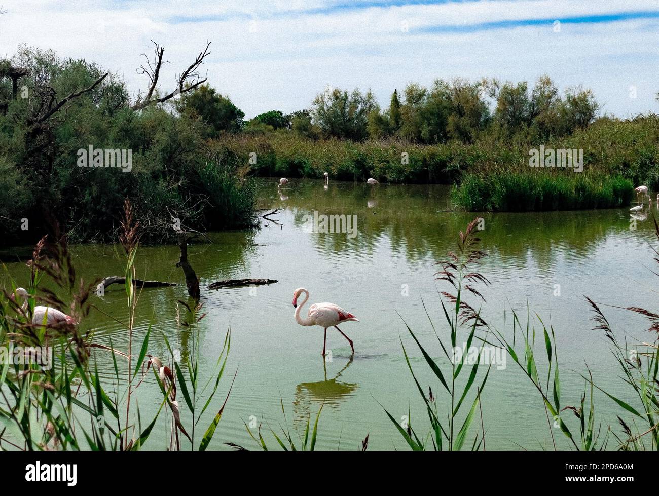 Flamingos più grandi in laguna, Parc Ornithologique, Pont de Gau, Saintes Maries de la Mer, Bouches du Rhone, Francia Foto Stock