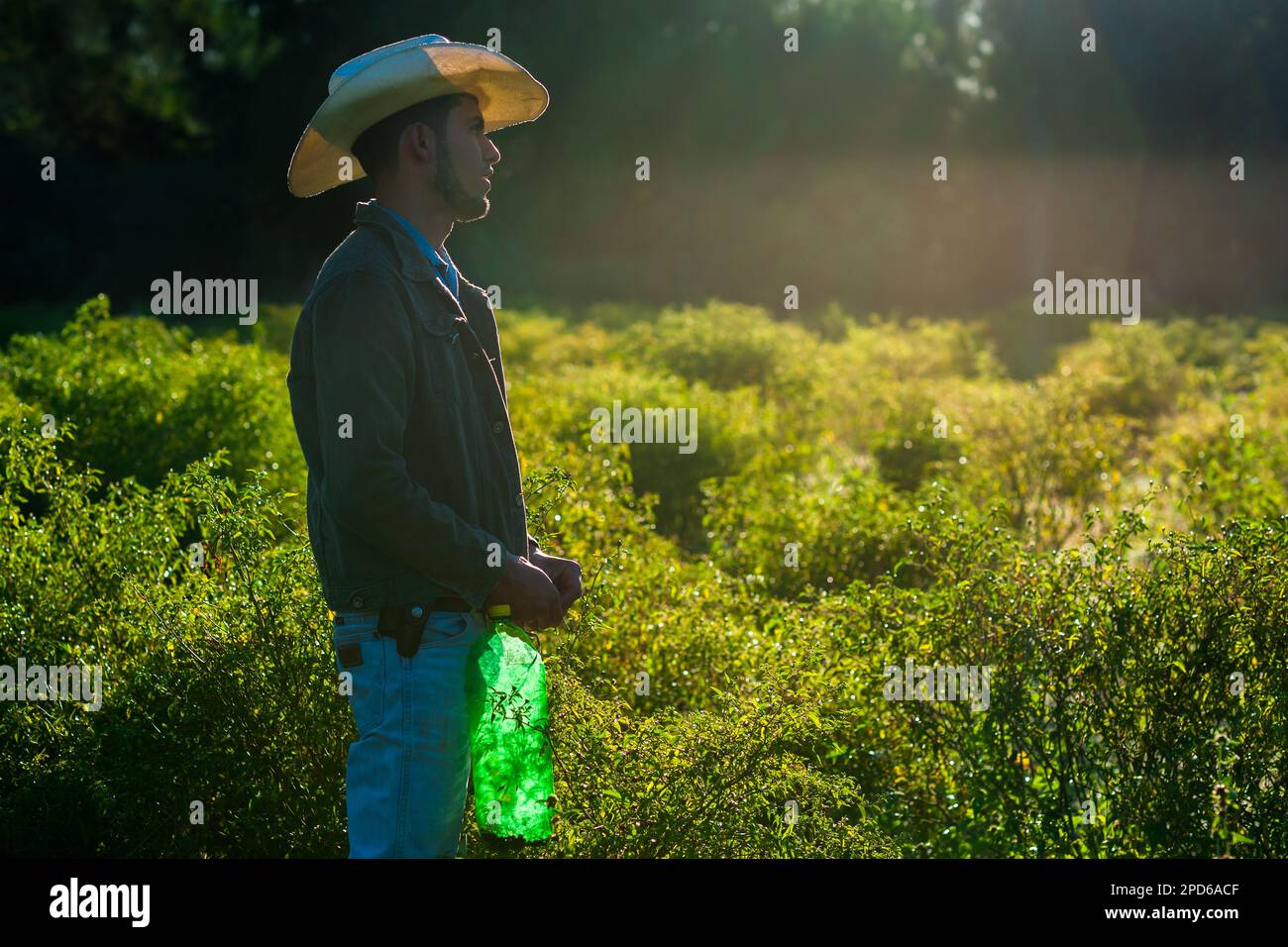 Un giovane rancher messicano raccoglie peperoncini, una varietà di peperoncino, durante un raccolto in una fattoria vicino a Baviácora, sonora, Messico. Foto Stock