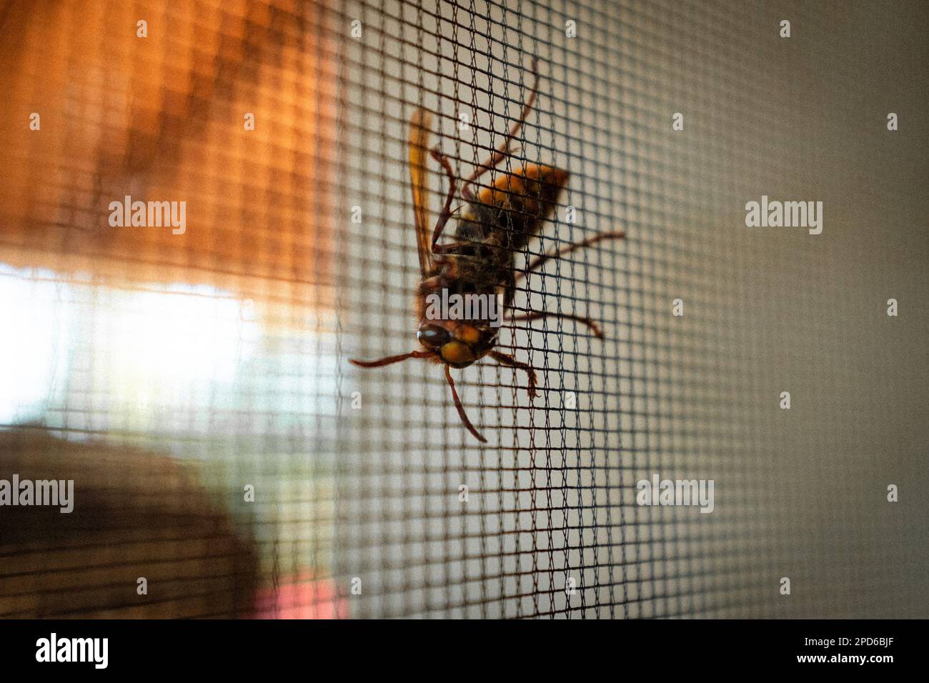 WASP on window netting near Alès - Alès, regione Occitanie, Francia, Europa Foto Stock